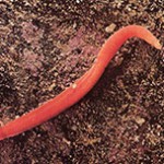 cerebratulus-wormen