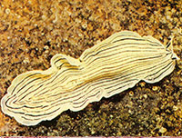 polyclade wormen