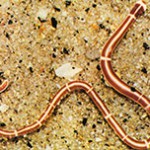 snoerworm geringde wormen
