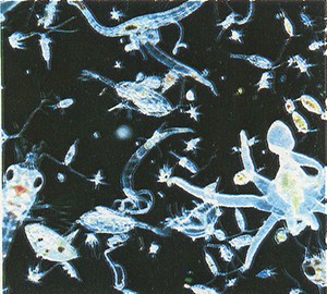 dierlijke-plankton