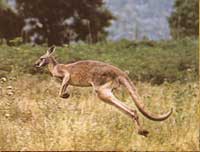 kangoeroe-zoogdier