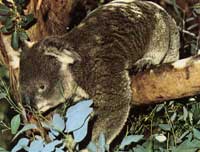 koala-zoogdier