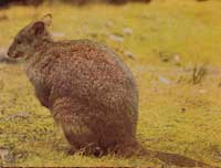 pademelon-kangoeroe-zoogdier