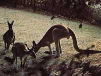 reuzen-kangoeroe-zoogdier