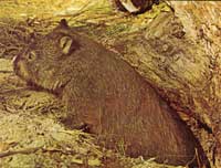 wombat-zoogdier