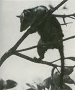 opossummuizen