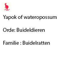 yapok-wateropossum