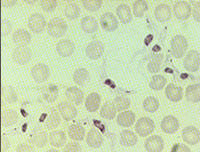 trypanosomen eencellige dier