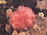 gaatjesdrager-eencellige-dier