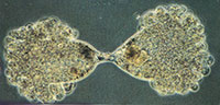 Voort planting van de Protozoa eencellige
